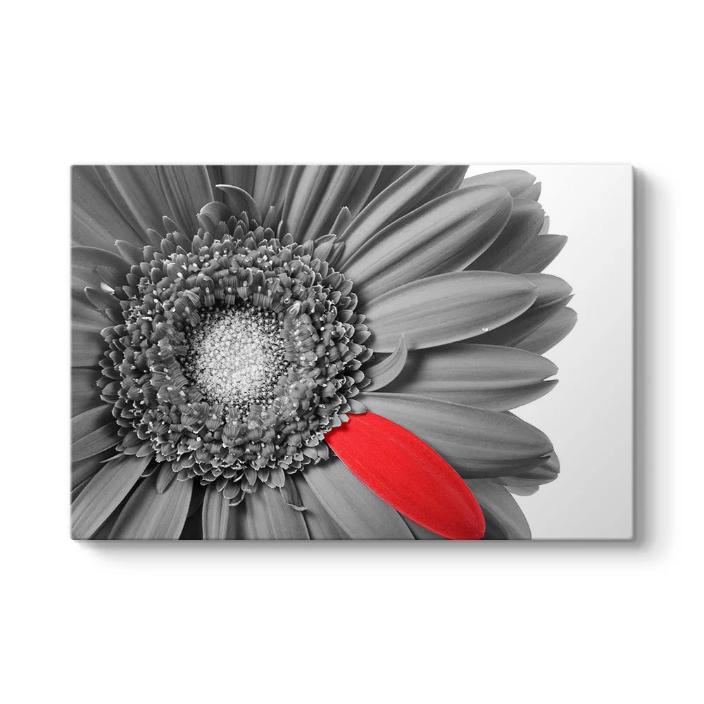 Siyah Beyaz Gerbera Tablosu - Model 1